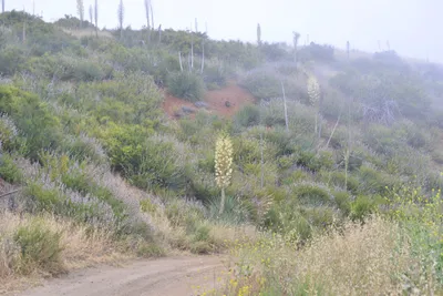 DSC_6865 (Large).JPG